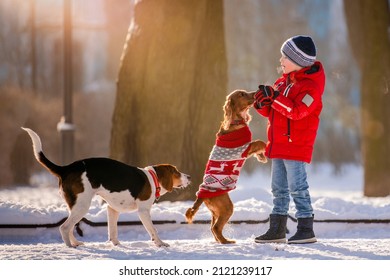 boy in a red jacket and an American beagle dog and a cocker spaniel walk together in a snowy park in winter