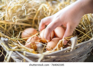 COLLECTING THE EGGS