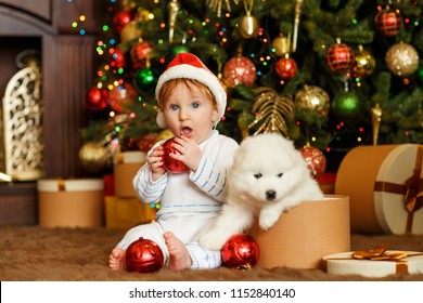 Boy With Samoyed Puppy, Christmas