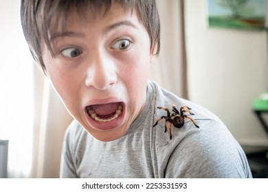 The boy screams in horror when he sees a huge spider crawling on the shoulder. brave boy plays with huge spider Brachypelma albopilosum. Treatment of arachnophobia. Defocused