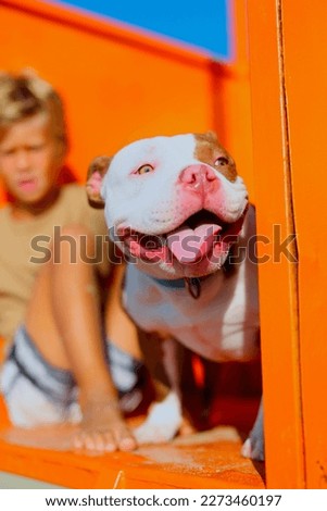 A boy of seven years and his friend, an American bull terrier dog, spend time together on the beach, sit on an orange tower, walk along the beach