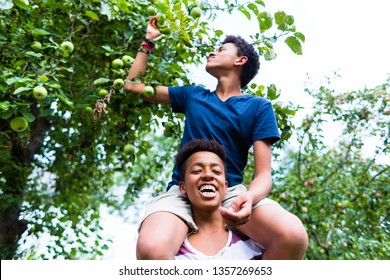 Boy Sitting On Friends's Shoulder Picking Fruit From The Tree