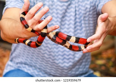 Boy Snakes Man Holds Hands Reptile Stock Photo 1219359679 | Shutterstock