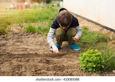 Boy Sowing Vegetables In The Home Garden. Sow Carrots, Beets, Fennel. Spring Gardening