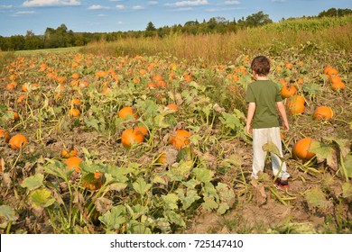 A Boy Standing In A Pumpkin Patch 