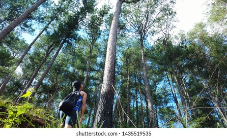 Boy Staring at a trunk of a high pine tree on daylight Sagada
