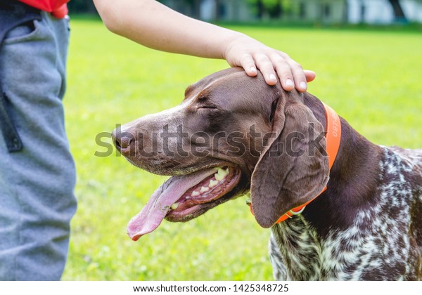 Boy Stroked Head Dog Breed German Stock Photo Edit Now 1425348725