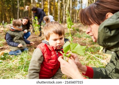 Boy and teacher determining the tree in the forest when planting a tree as nature education