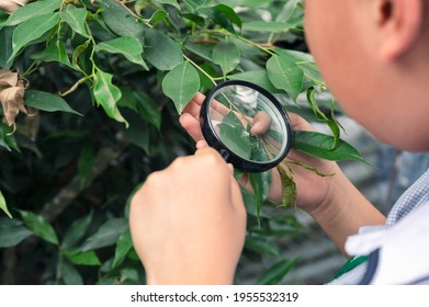 Boy Using Magnifying Glass Looking And Learning At Green Leaf In Biology Class On Outside The Classroom