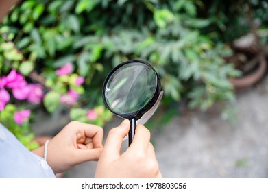 Boy Using Magnifying Glass Looking And Learning At Green Leaf In Biology Class On Outside The Classroom