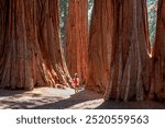 boy walking between Sequoia trees