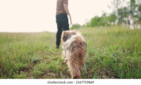 boy walking the dog in the park. happy family pet shaggy puppy kid dream concept. small child legs close-up walking in nature in the park with a dog. child and dog walking in lifestyle nature