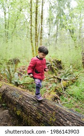 A Boy Walking On A Fallen Tree In A Pacific Northwest Forest Trail In The Spring