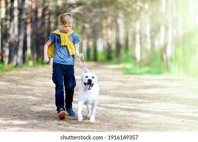 The boy walks the dog in the park. White labrador - Powered by Shutterstock