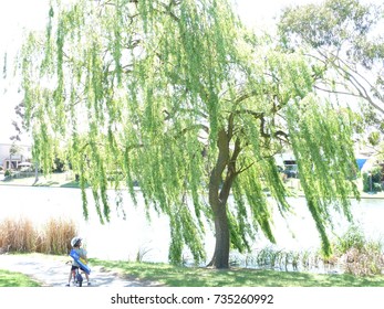 NCS Willow Tree