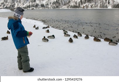 Boy At The Water Feeding Wild Ducks