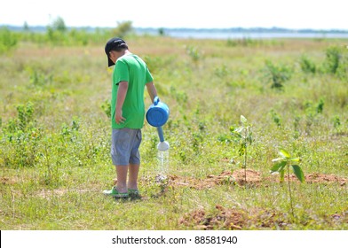 A boy watering small tree.