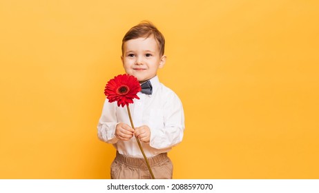 A Boy In A White Shirt, Trousers And Bow Tie On A Yellow Background Holds A Gerbera Flower In His Hands. A Gift For My Mother, Grandmother. With Space For Your Text.