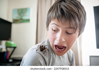boy yells when he sees a terrible spider on shoulder. brave boy plays with huge spider Brachypelma albopilosum. Treatment of arachnophobia. Defocused