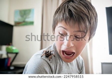 boy yells when he sees a terrible spider on shoulder. brave boy plays with huge spider Brachypelma albopilosum. Treatment of arachnophobia. Defocused