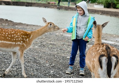 Boy at the zoo feeding deer. Human and animal friendship. Children summertime outdoor activities. 
