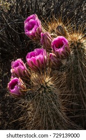 5 Echinocereus Boyce Thompsonii Images, Stock Photos & Vectors ...