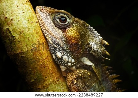 Boyd's forest dragon (Lophosaurus boydii) , Australian lizard 