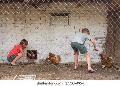 Boys in the chicken coop-collect eggs and catch chickens in the village in the summer - Powered by Shutterstock