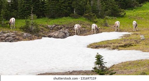 The Boys Club Of Five Wild Big Horn Sheep All Facing Away In A Line Eating Summer Grass Next To Melting Snow In Glacier National Park, Montana.