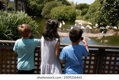 
Boys at the zoo observing the animals. Siblings watching and taking photos of pink flamingos in an amusement park lagoon. - Powered by Shutterstock