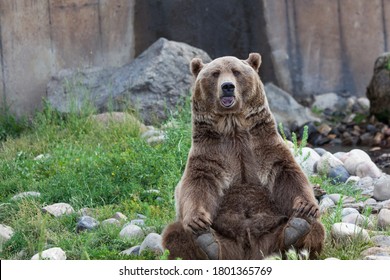 Bozeman, Montana / USA - July 21, 2014:  Brutus the Bear makes a funny face as he does his yoga pose at Montana Grizzly Encounter in Bozeman.