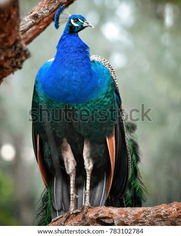 Similar – Foto Bild Schönheit in Blau Pfau