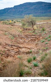 Brachina Formation Shale - Flinders Ranges - Australia