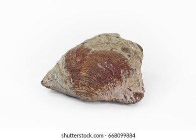 Brachiopod Fossil