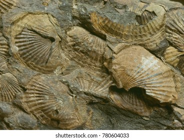 Brachiopod Fossil (Choncetes Sp.) Devonian Period, New Ringgold, PA