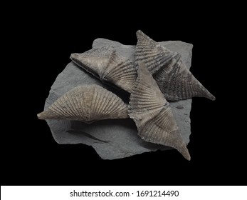 Brachiopod Fossil Isolated On Black