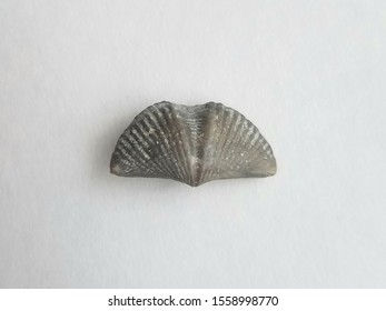 Brachiopod Fossil Isolated On White Background