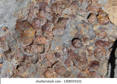 Brachiopod Fossil Picture