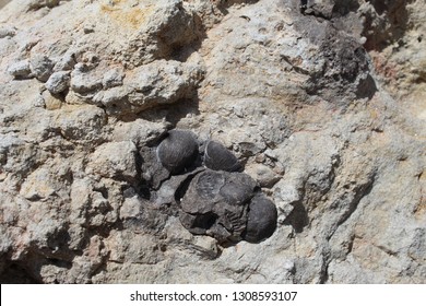 Brachiopod Fossil Picture