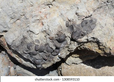 Brachiopod Fossil Picture