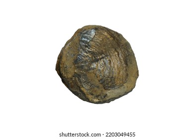 Brachiopod Fossil Rock In The Permian Period Isolated On White Background.