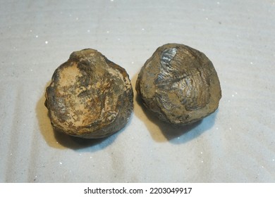 Brachiopod Fossil Rocks In The Permian Period On White Sand.