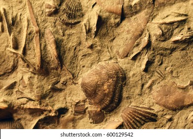 Brachiopod Fossils Closeup