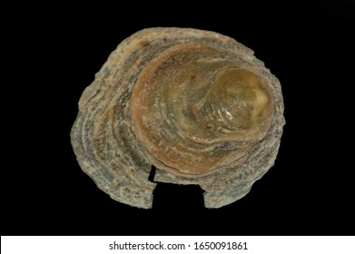 A Brachiopod From Swakopmund, Namibia