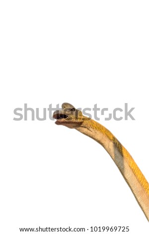 Brachiosaurus isolated on the white background