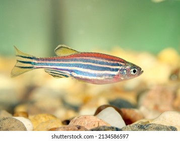 zebra danio pregnant