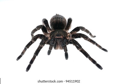 78,679 Spider Isolated Stock Photos, Images & Photography | Shutterstock