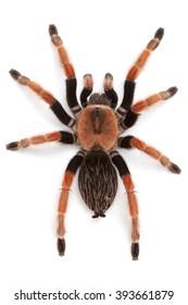 30,985 Tarantula Images, Stock Photos & Vectors | Shutterstock