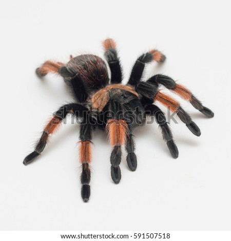 Brachypelma emilia, tarantula spider