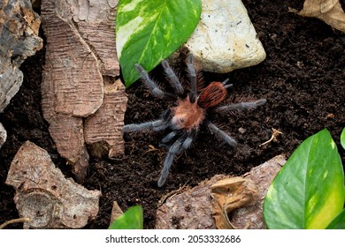 403 Tarantula Molting Images, Stock Photos & Vectors | Shutterstock